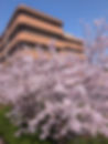 sakura_top.jpg