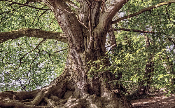 Treeunity (19)_edited_edited_edited.jpg