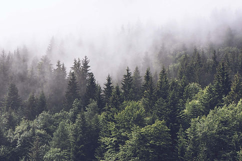 1660_V_Coniferous-Trees-in-the-Fog-2.jpg