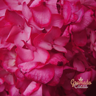 GRAMADO CUCAS RECEITAS ORIGINAIS EXCLUSIVAS DE CUCAS PARA VENDER CULINÁRIA ALEMÃ ITALIANA