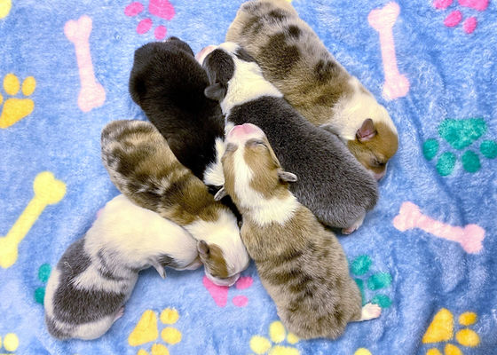 PAST LITTERS | Hickory Hill Farm