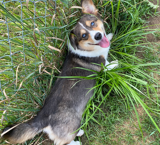 UPCOMING LITTERS | Hickory Hill Farm