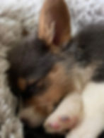 bonnie corgi puppies