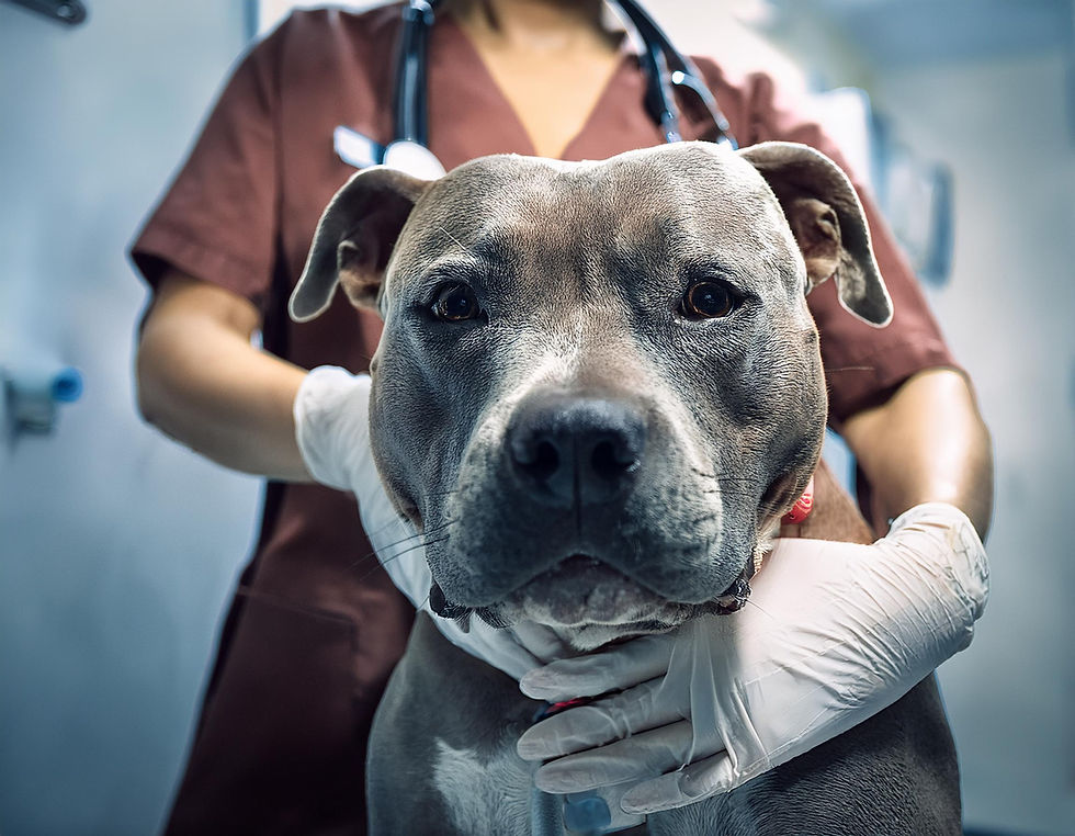 Common Dog Health Issues Every Pet Owner Should Know