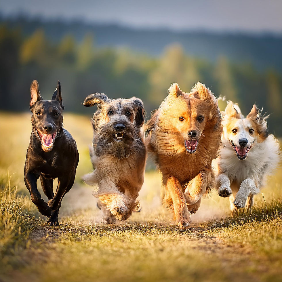 Different breeds of cute dogs running together