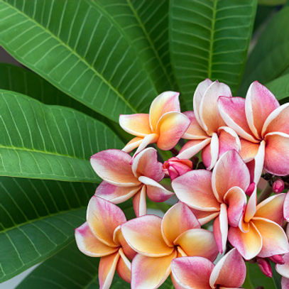 plumeria.jpg
