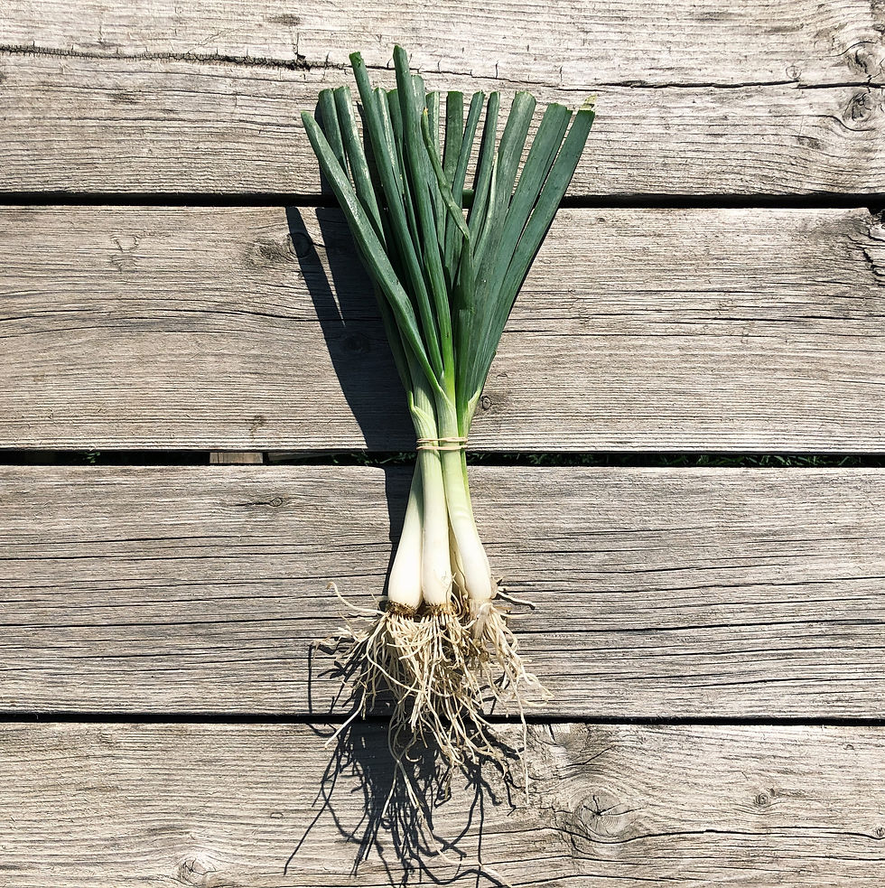 Thumbnail: Spring Onion Bunch