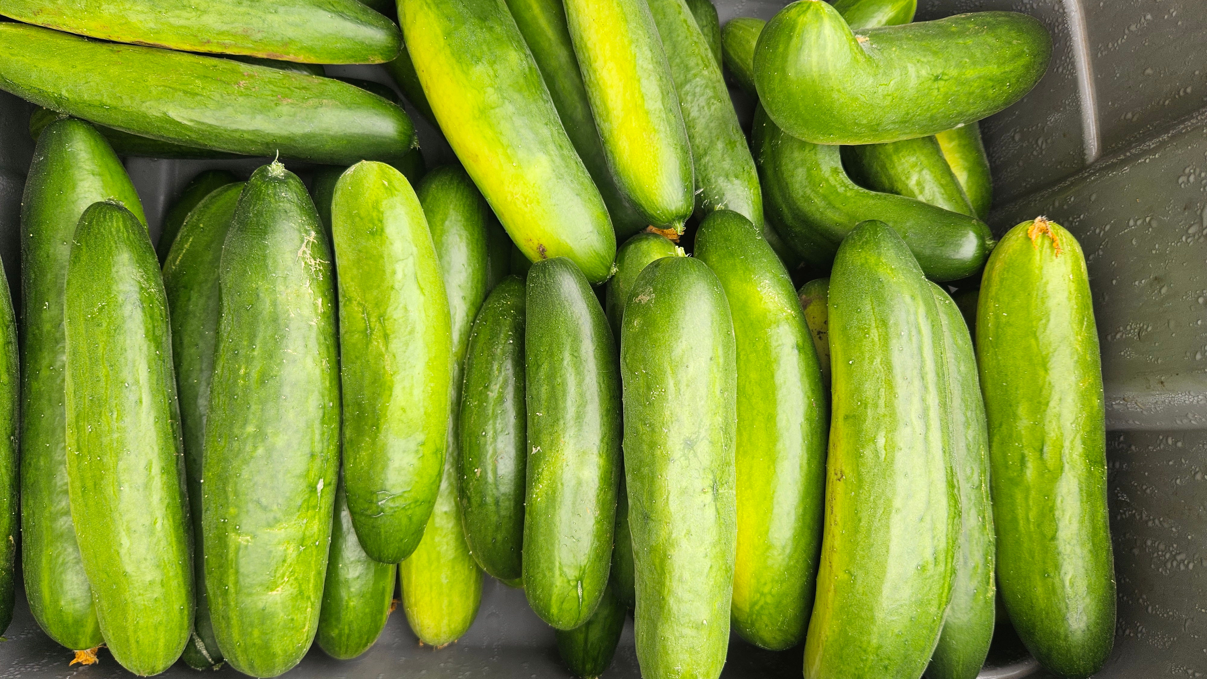 6 Mediterranean Cucumbers