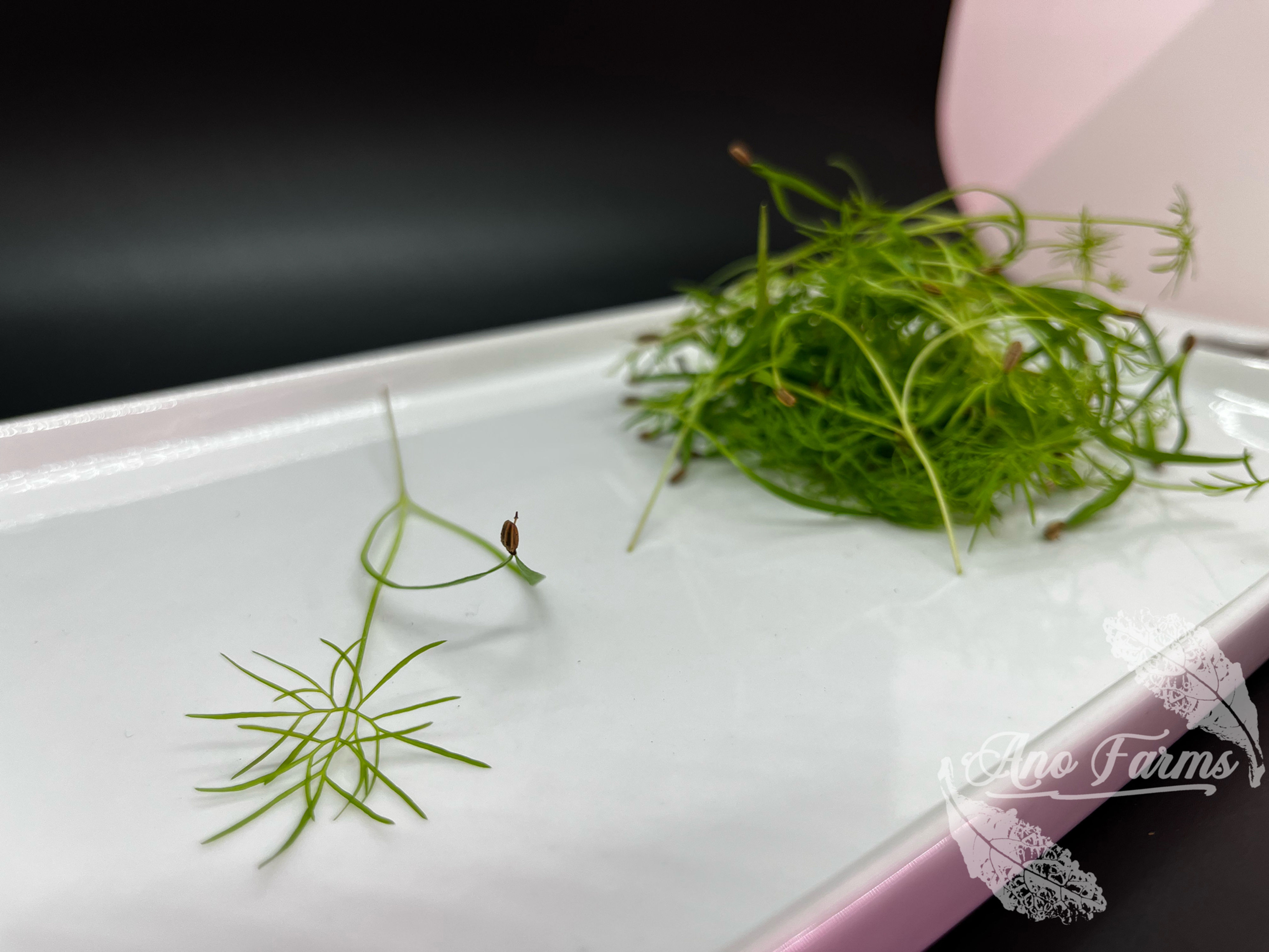 Fennel Microgreens