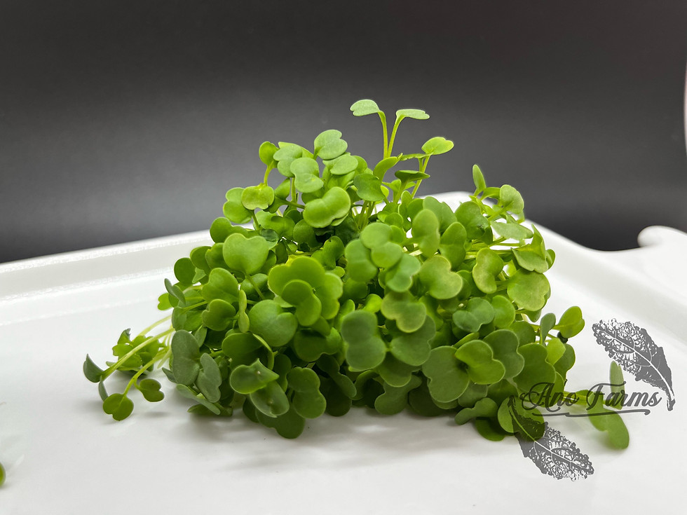 Thumbnail: Arugula Microgreens