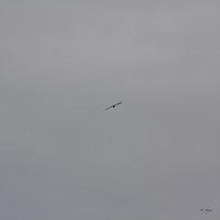 eZy Watermark_21-02-2022_12-56-02PM.jpg