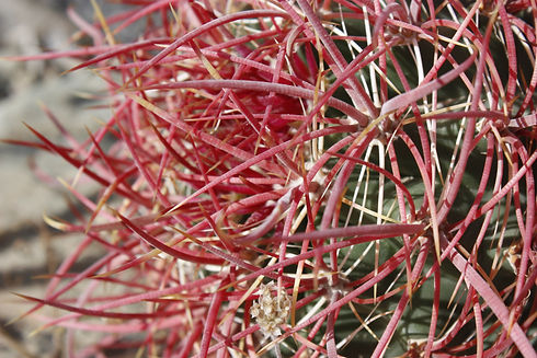 California barrel cactus (Ferocactus cylindraceus).jpg