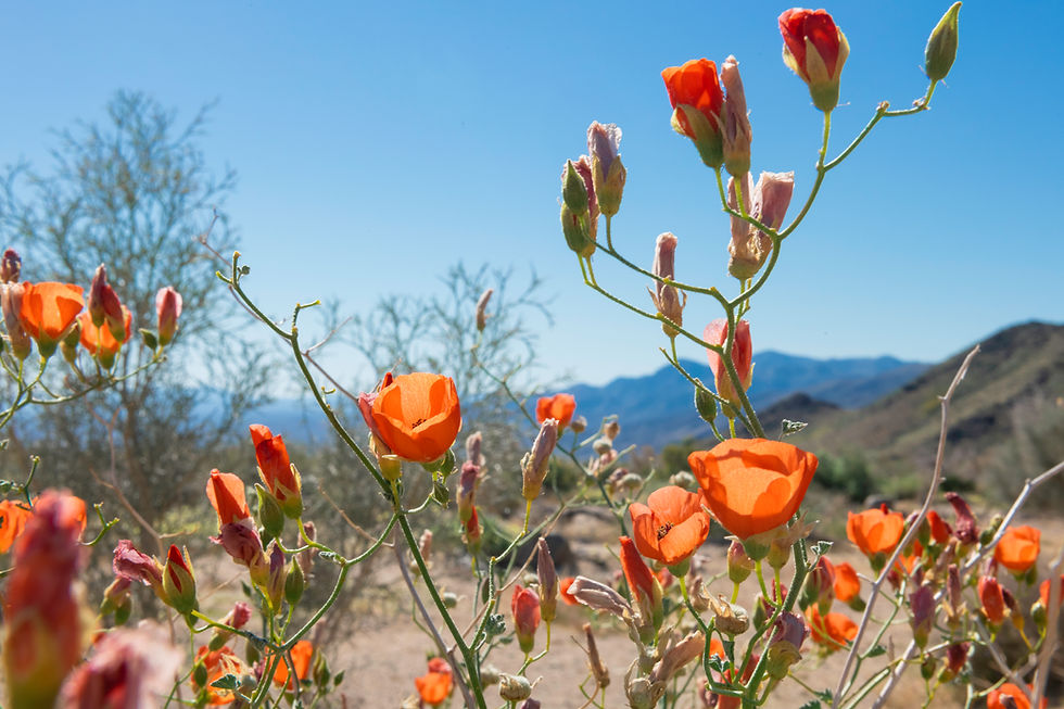 Desert globemallow (Sphaeralcea ambigua) along Pinto Basin Road.jpg
