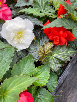 Begonias