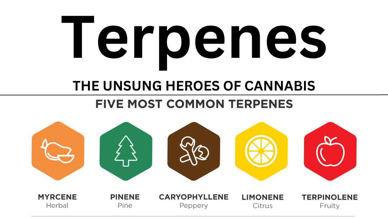 Terpenes: The Unsung Heroes of Cannabis, top 5 Terpenes, illustration