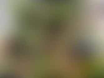 サマータイムのお知らせとTexas Tulips