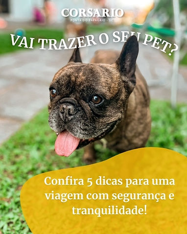 Vai trazer o seu pet? Confira 5 dicas para uma viagem com segurança e tranquilidade!