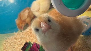 Ten Tiny Eggs and A Whole Lot of Heart