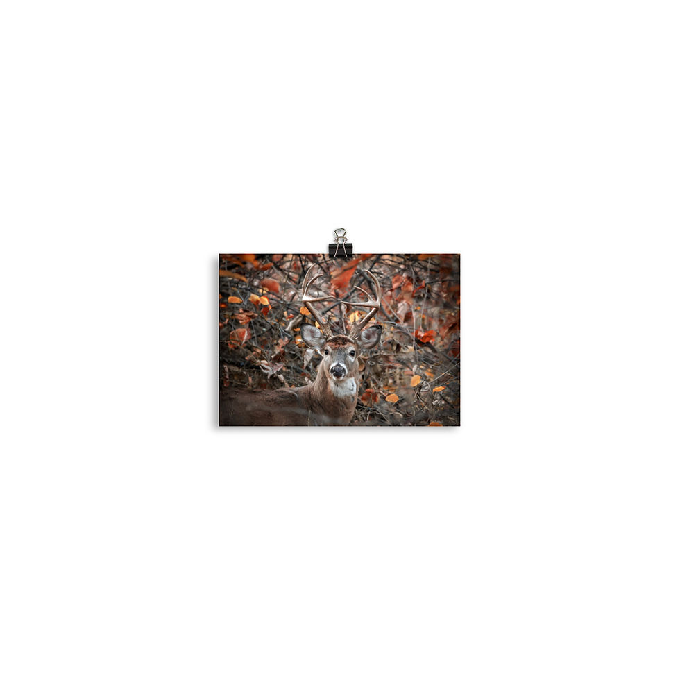 Thumbnail: Crown