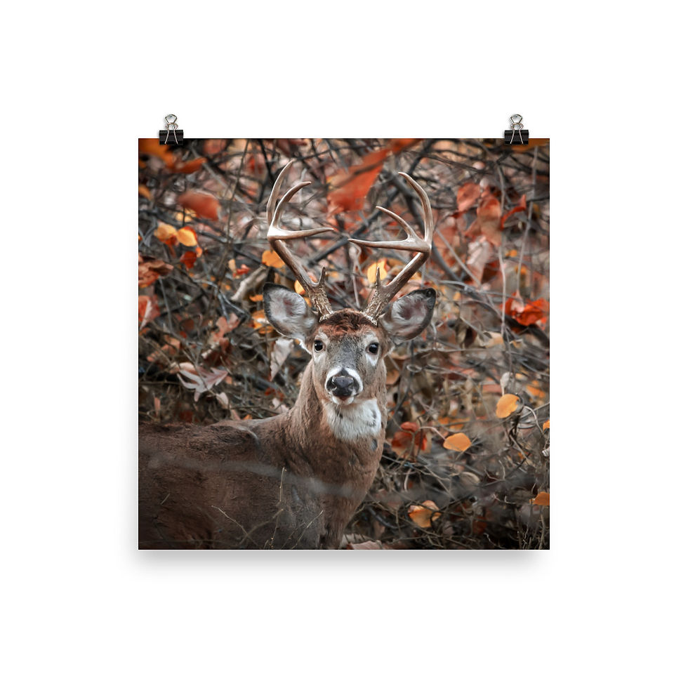 Thumbnail: Crown