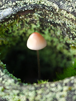 Plants and Fungi