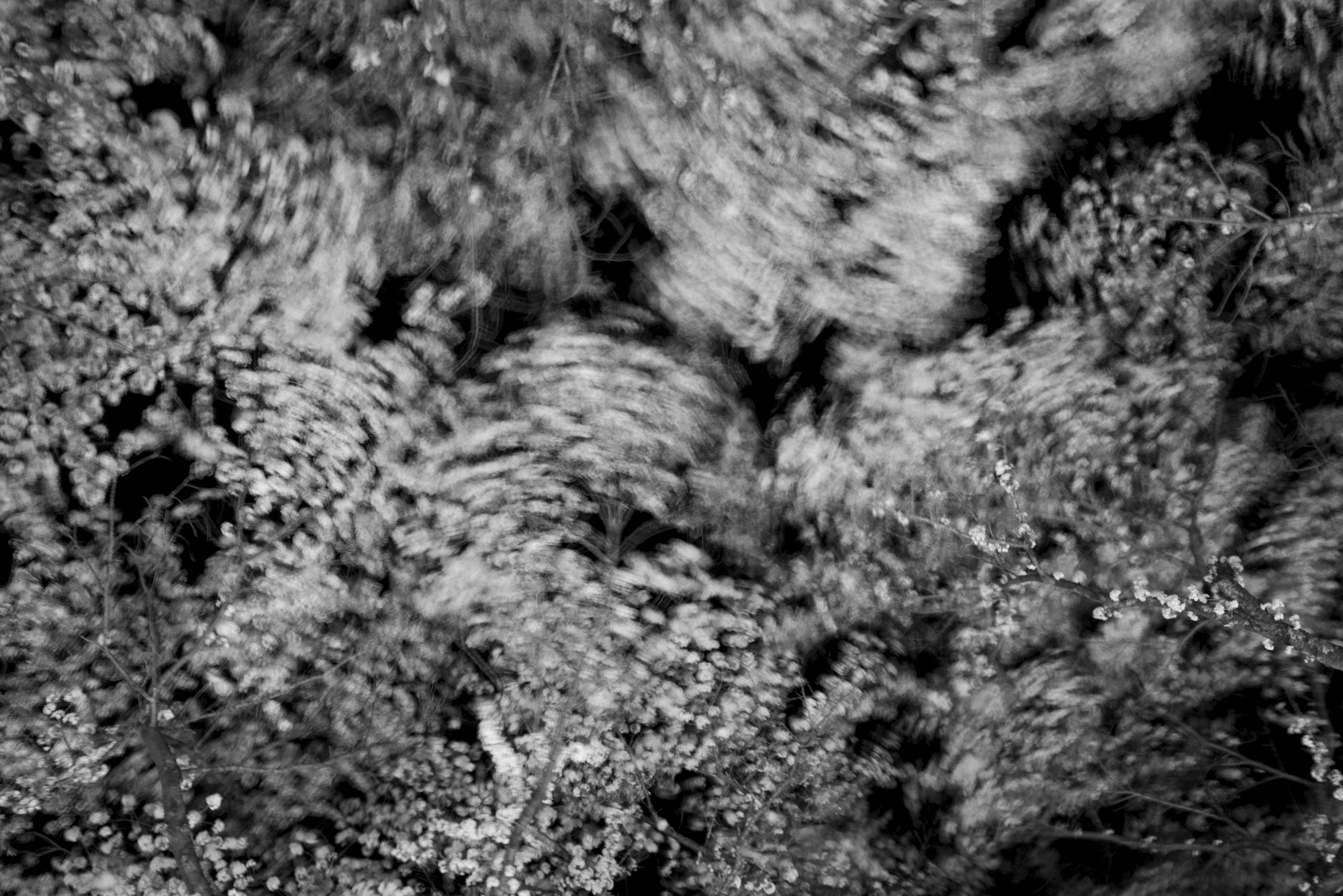 YKI_3834bw