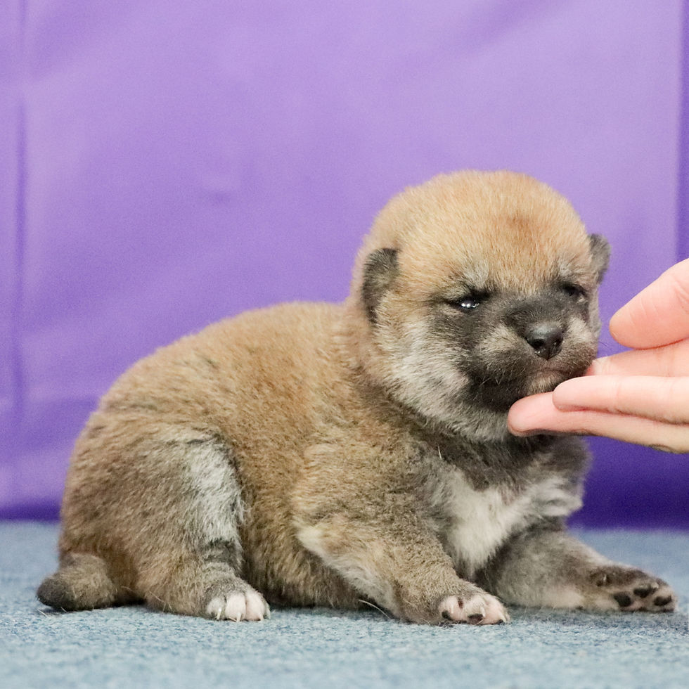 Miniature : Shibainu Puppy | Mâle né le 29 novembre 2025
