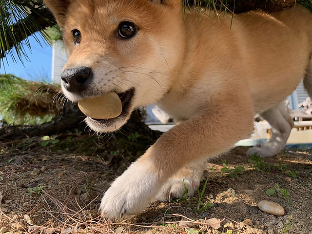 Shiba inu digging sale