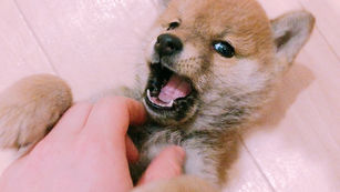        柴犬のパーソナルスペース