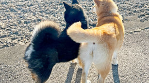 柴犬の後ろ足について