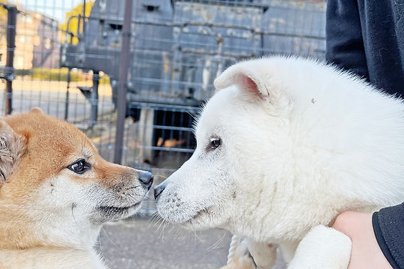 Japanese Dogs and Regional Identity — How Six Native Breeds