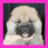 Shibainu Puppy | Male born on June 1