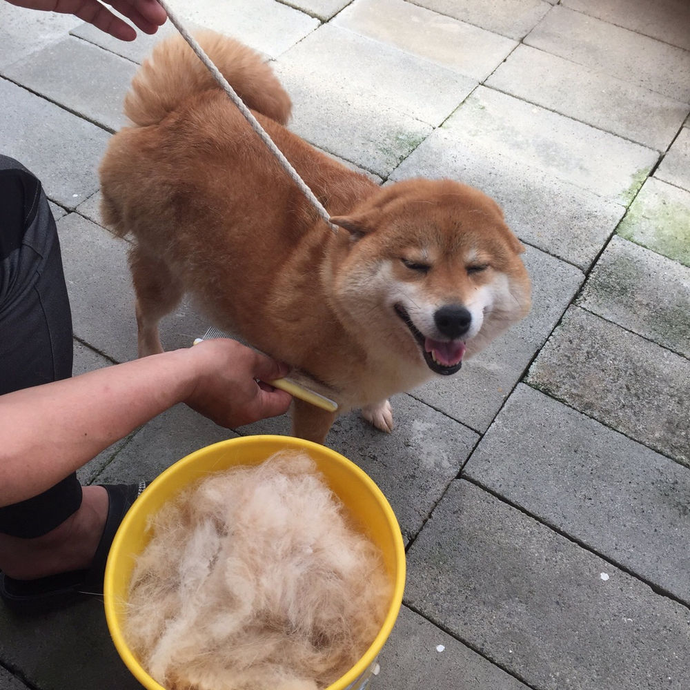 How to deal with shedding season in Shiba Inu.