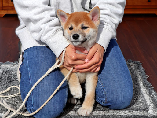 Building Trust with 'Hold Still' Training Method #1 for New Puppies