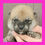 Thumbnail: Shibainu Puppy | Male born on November 29