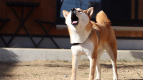 犬が吠えるには理由がある
