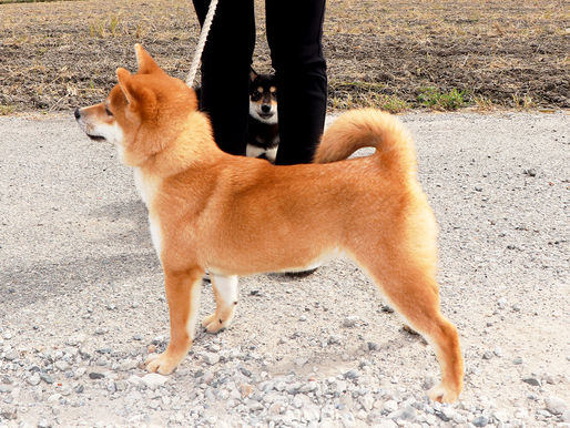 shibainu have tail