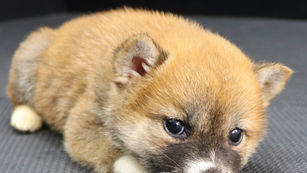 散歩に行く前に落ち着かせることが大事