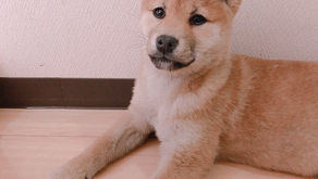 犬の気持ちと命令との葛藤