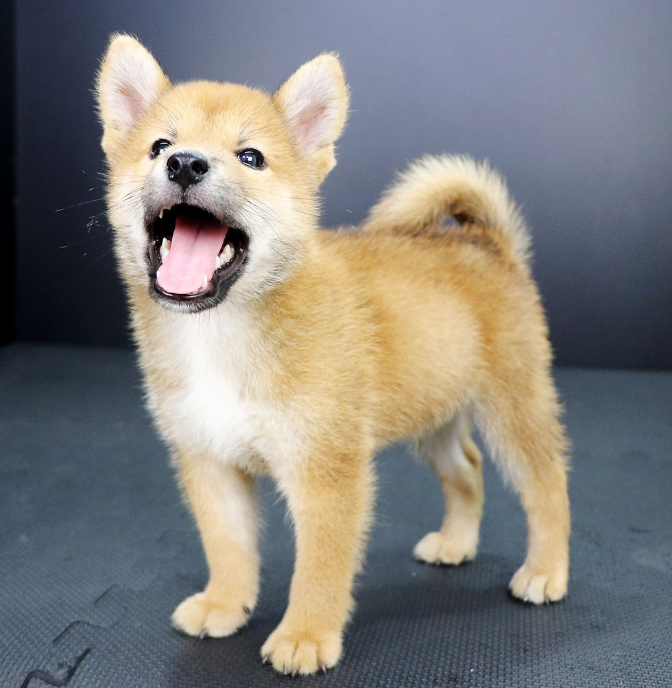 fancy shiba inu puppy