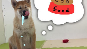 柴犬の特徴と飼い方のポイント【生後2-3ヶ月の子犬のお引き取り後の食事と便編】