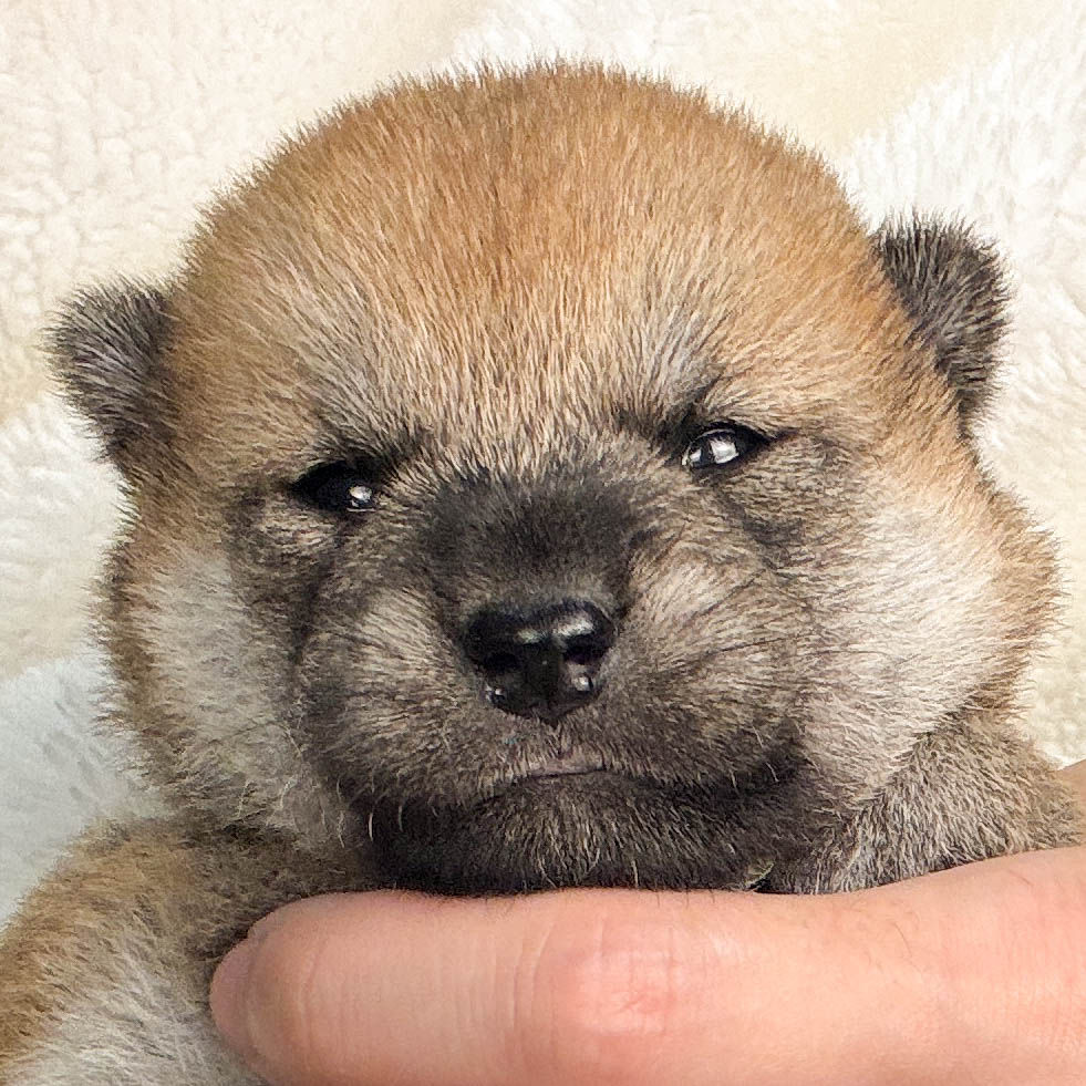 Shiba Inu Puppy | Male born on August 15, 2026