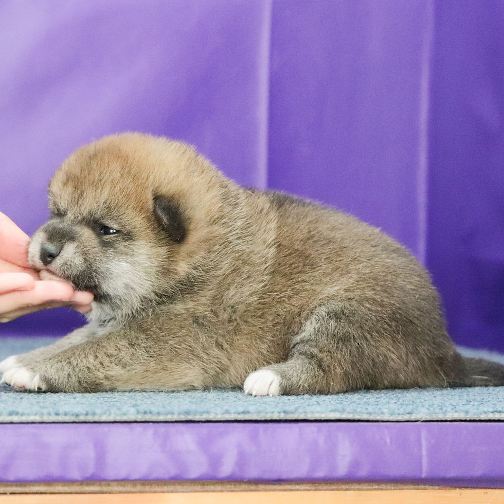 Miniature : Shibainu Puppy | Femelle née le 27 octobre 2025
