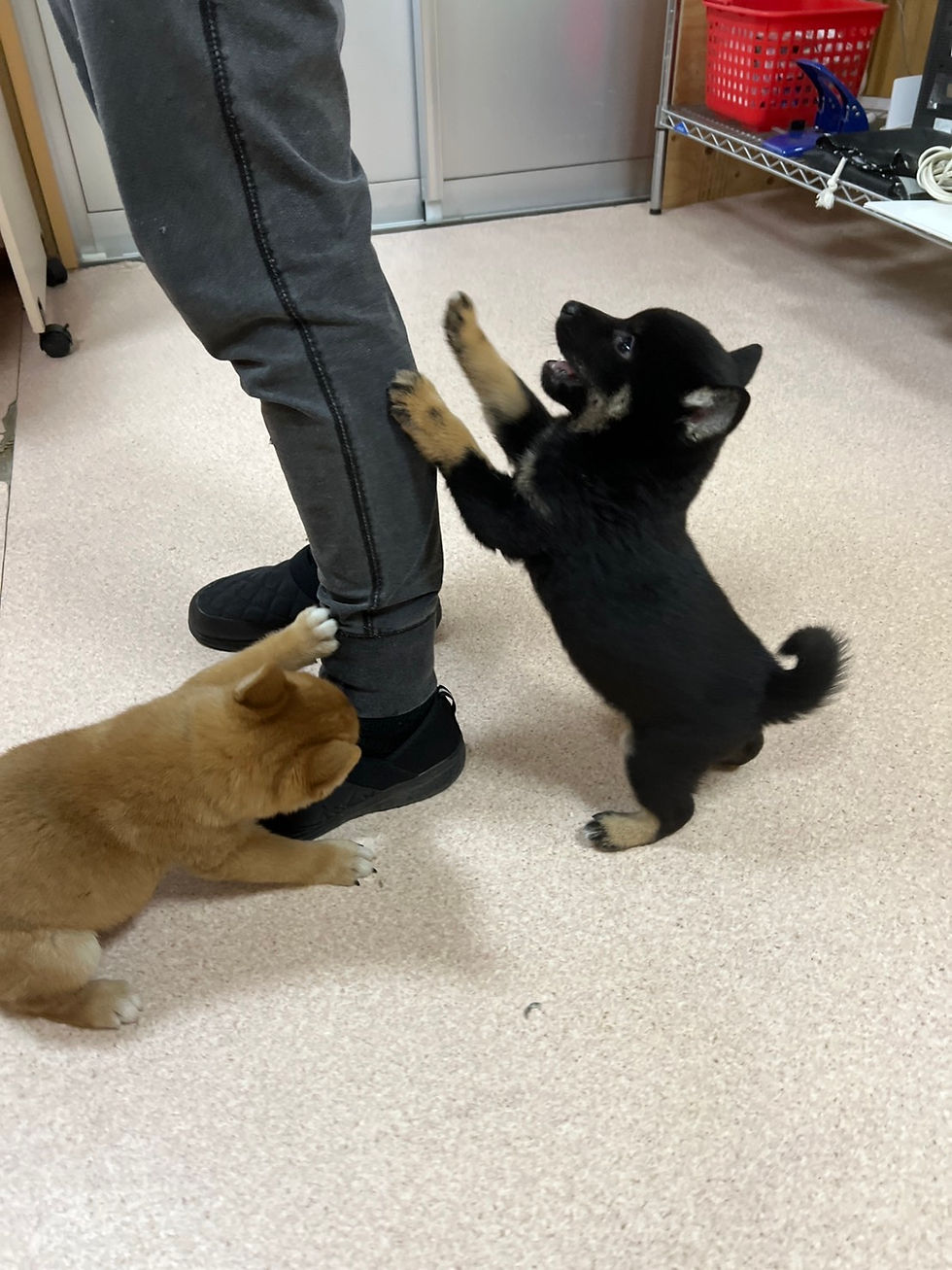Shiba Inu puppies playing with people's legs