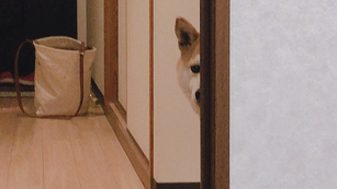 犬が吠えるには理由がある【興奮吠え】