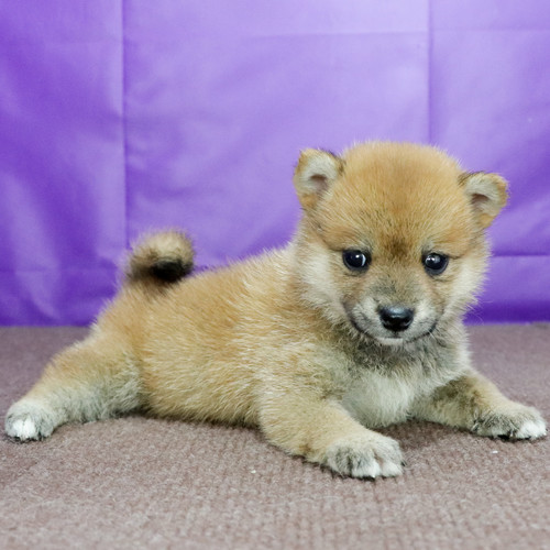 Shibainu Puppy Female born on July 27 Shibainubreeders