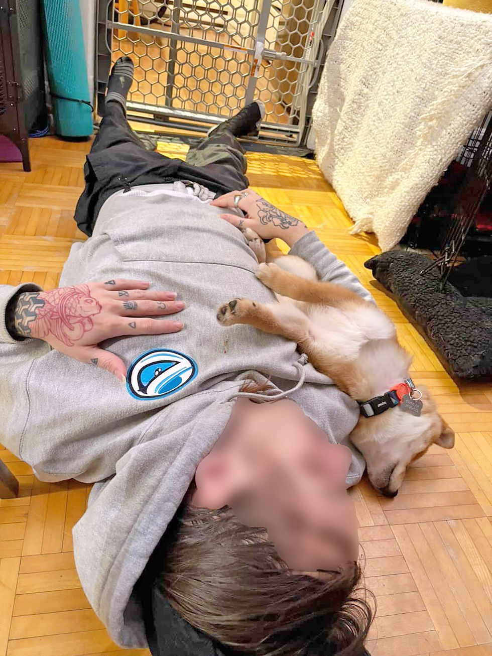 A Shiba puppy lounging around with his owner