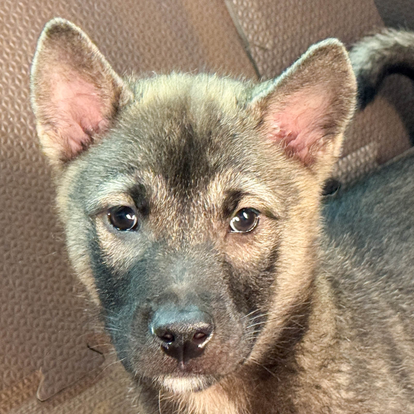 Kishu Ken Puppy | Male born on June 7, 2026