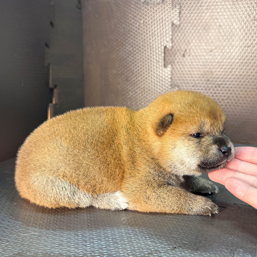 Thumbnail: Shiba Inu Puppy | Female born on July 27, 2026