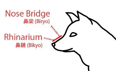 About the black and white parts of a black-coated Shiba Inu's face